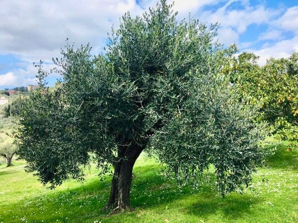 Fotografia a colori molto dettagliata di un ulivo